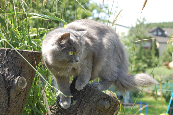 im Garten ist immer was los.jpg